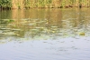 NIEUWKOOP 09-2008 206.JPG